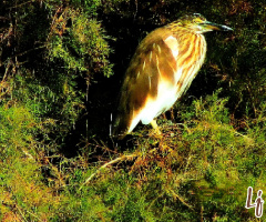 Heron