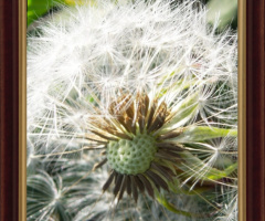 Dispersal