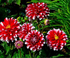 BLÜTEN