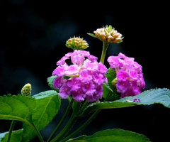LANTANA