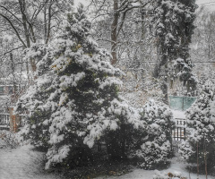 THE FIRST SNOW