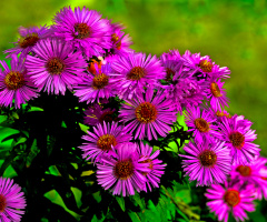 BLÜTEN