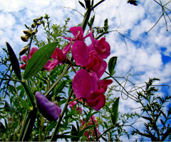 BLÜTEN