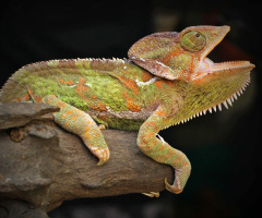 reptilia