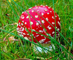 ROT