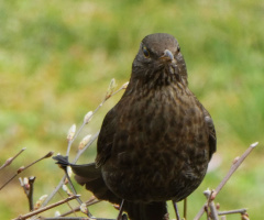 blackbird