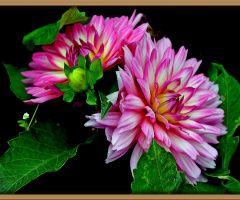 BLÜTEN