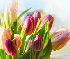 THE BUNCH OF TULIPS