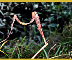 Nature's Abstract