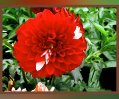 Dhalia