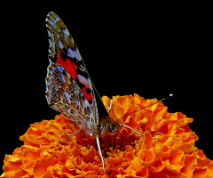 BLÜTEN MIT BESUCH
