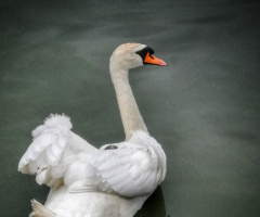 SWAN