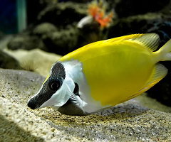 ikan hias