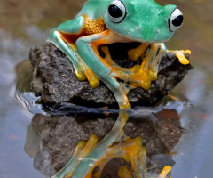 refleksi sang kodok