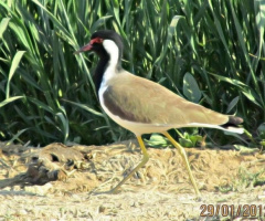 Stilt bird 