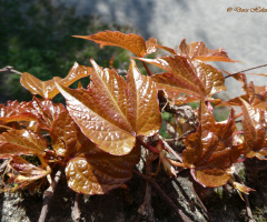 Wild wine