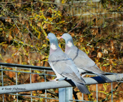 pair of pigeons