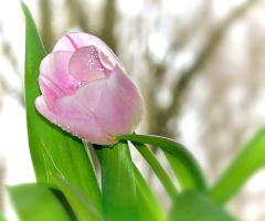 SPRING TULIP