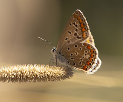Kelebek