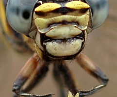 DRAGONFLY
