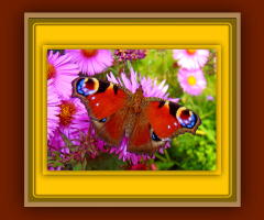 BLÜTEN MIT BESUCH