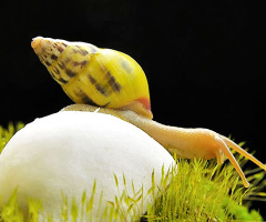 siput