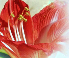 INSIDE TULIP