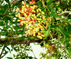 شنئے ،Wild Pistachio 
