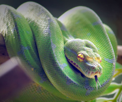reptilia