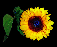 BLÜTE