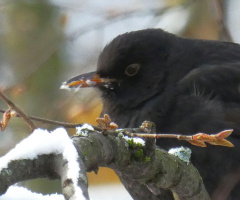 blackbird