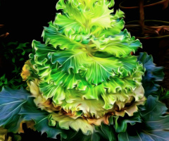 Culinary Beauty 