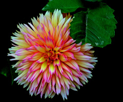 BLÜTE