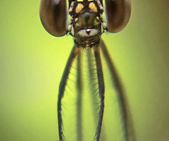 damselfly