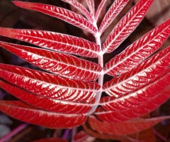 New leaf 