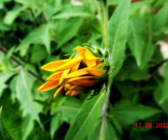 Wakening beauty 