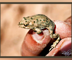 'Pygmi' frog. 