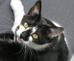 Neighbour's cat 