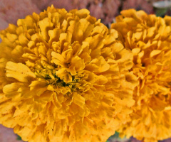 Marigold 
