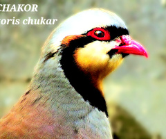 چکور، Chakore 