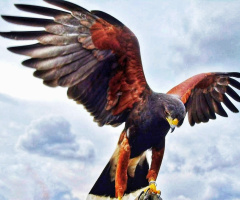 READY TO FLY