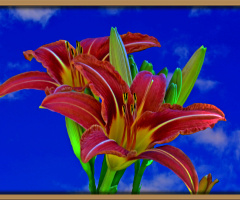 BLÜTEN