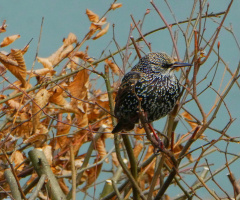 Starling