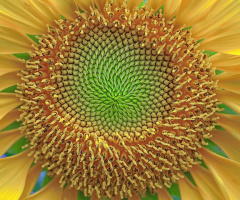 SUN FLOWER