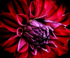 RED DAHLIA