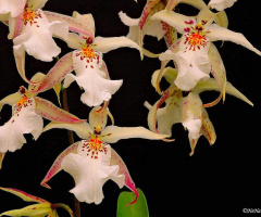 Orquídeas 