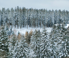 WINTER FOREST