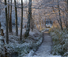 Vinter i Lyngby - Danmark