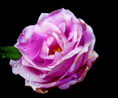 BLÜTE