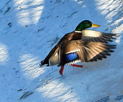 WINTER WALK